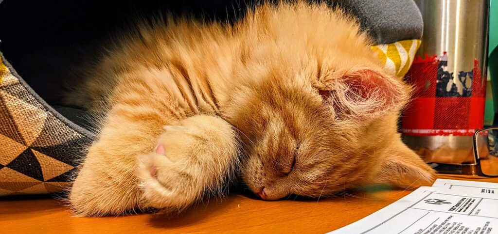 orange kitten asleep on a mat