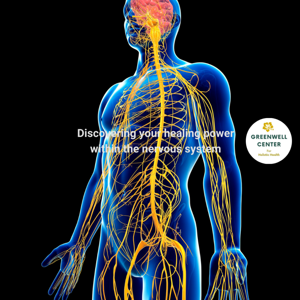 A body showing the nervous system pathway